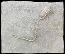 Dizygocrinus Crinoid Fossil - Warsaw Formation, Illinois #43525-1